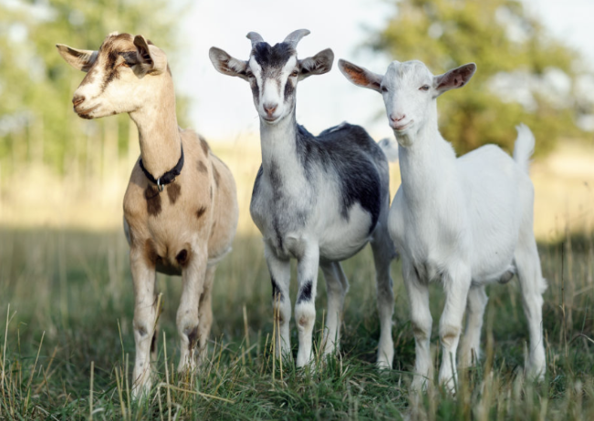 GOATS?